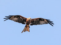 Birds and other Animals